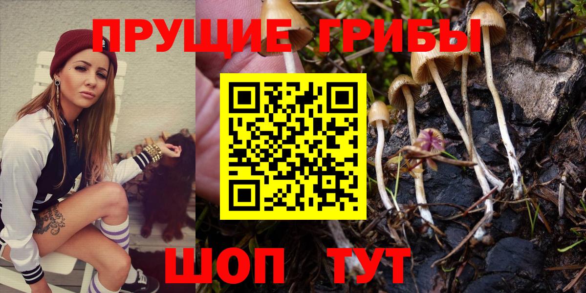 Псилоцибиновые грибы мицелий  Вход с VPN  Псилоцибиновые грибы Psilocybe  Находка 